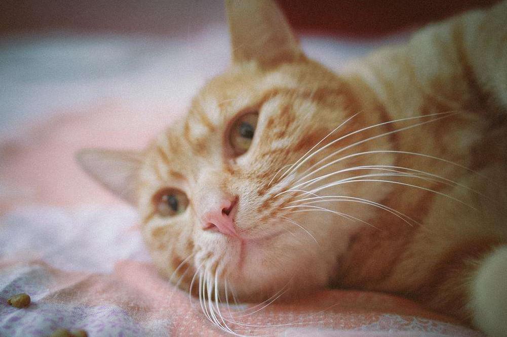 國產(chǎn)三大安全貓糧品牌及其在食品互聯(lián)網(wǎng)銷售中的特點